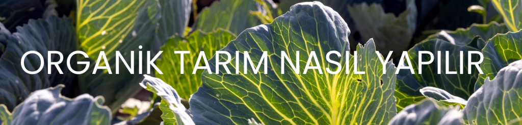 great (460 x 280 piksel) (1920 x 460 piksel) (2)